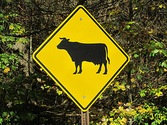 Cow road crossing sign