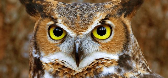 Eyes on Owls