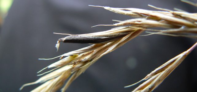 The Salem Witchcraft Trials and ‘Moldy Bread’: A Case Study in Fake News The Salem Witchcraft Trials and ‘Moldy Bread’: A Case Study in Fake News